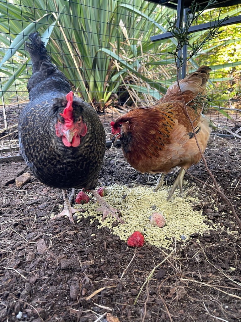 2 chickens eating berries